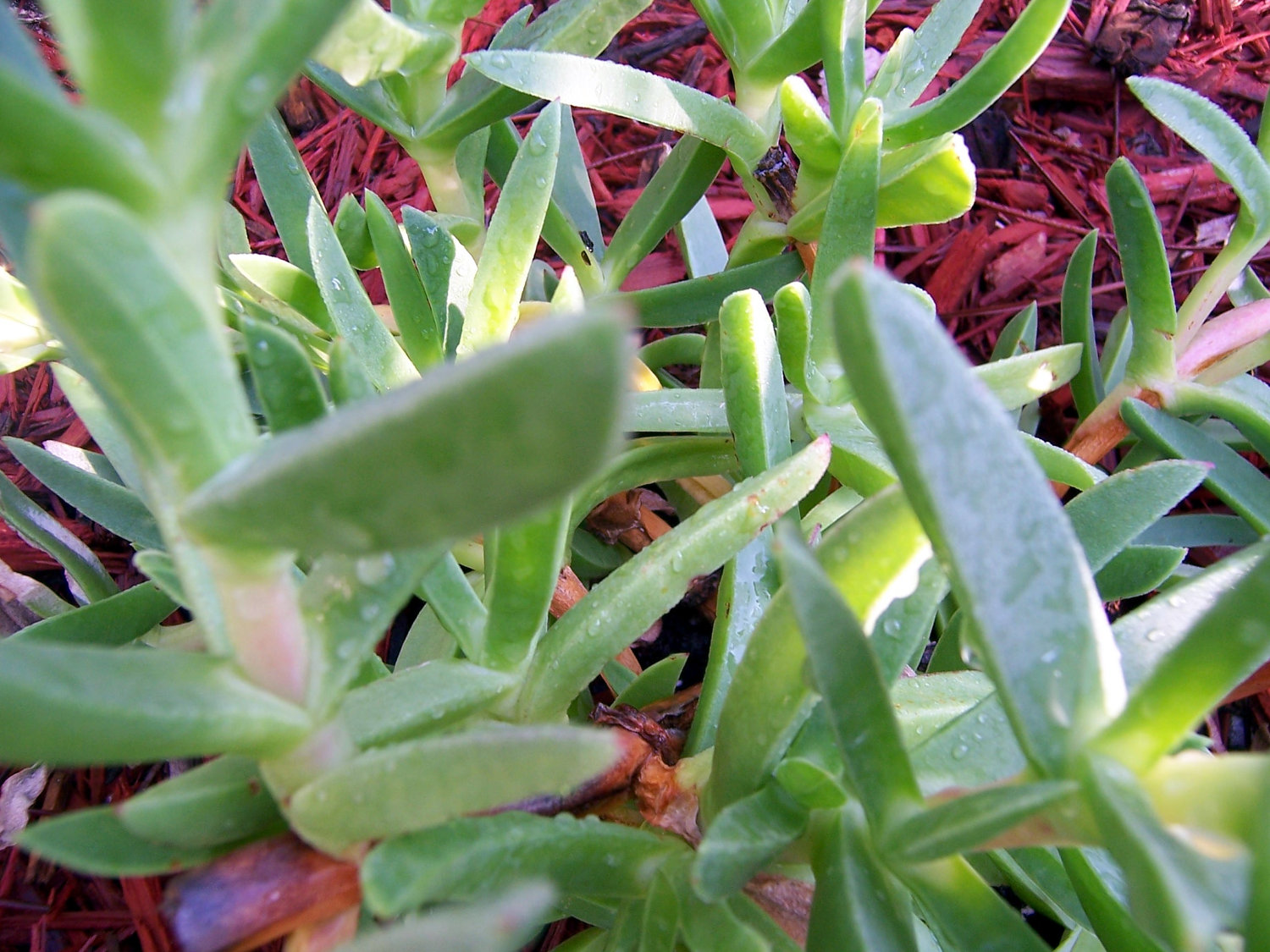 Ice Plant Ground Cover Purple Flowers Succulent